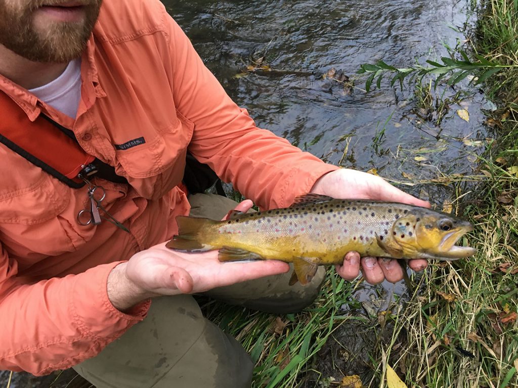 southeast minnesota brown trout